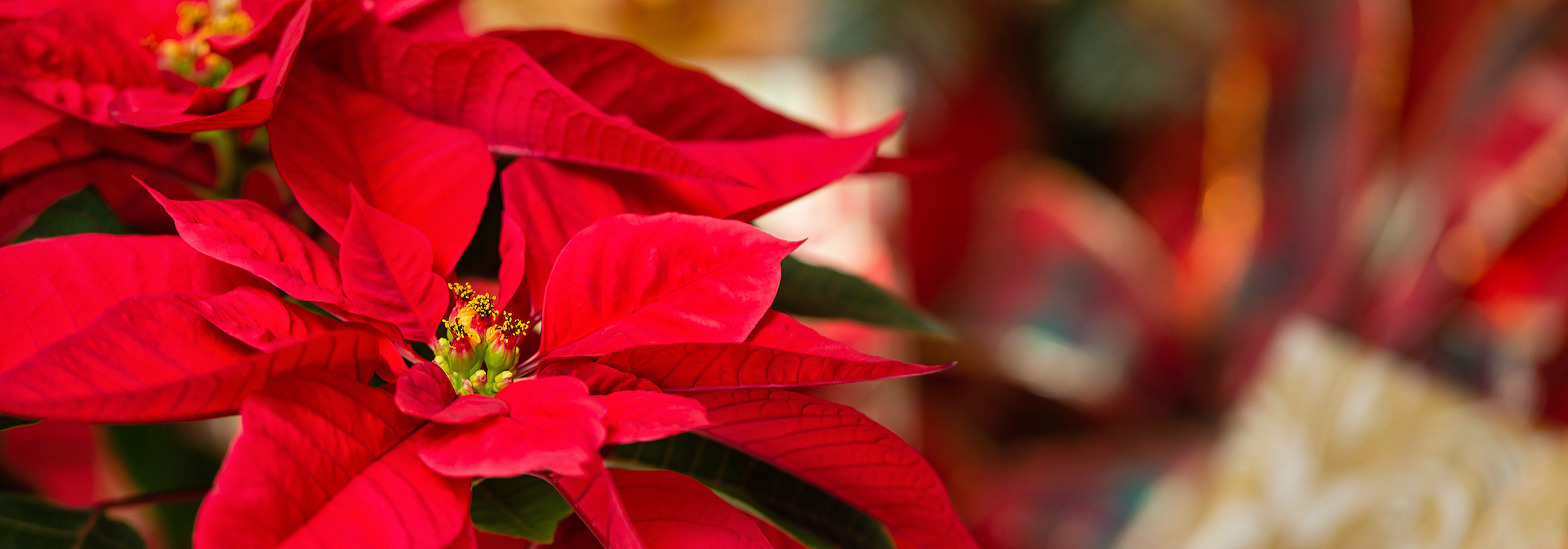 Holiday Poinsettia Sale! 1 Holiday Poinsettia Sale! 1