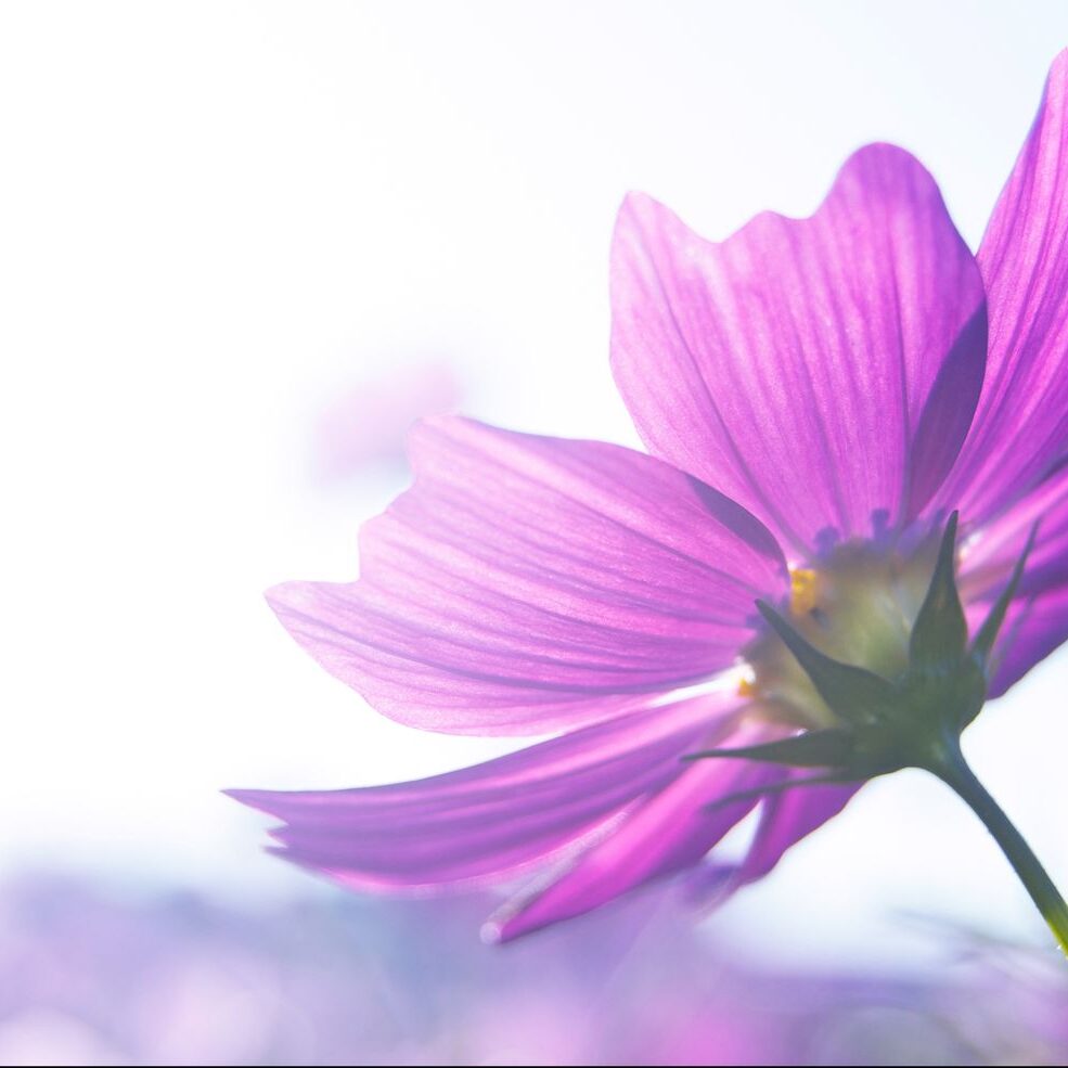 bca-cancer-center-2025