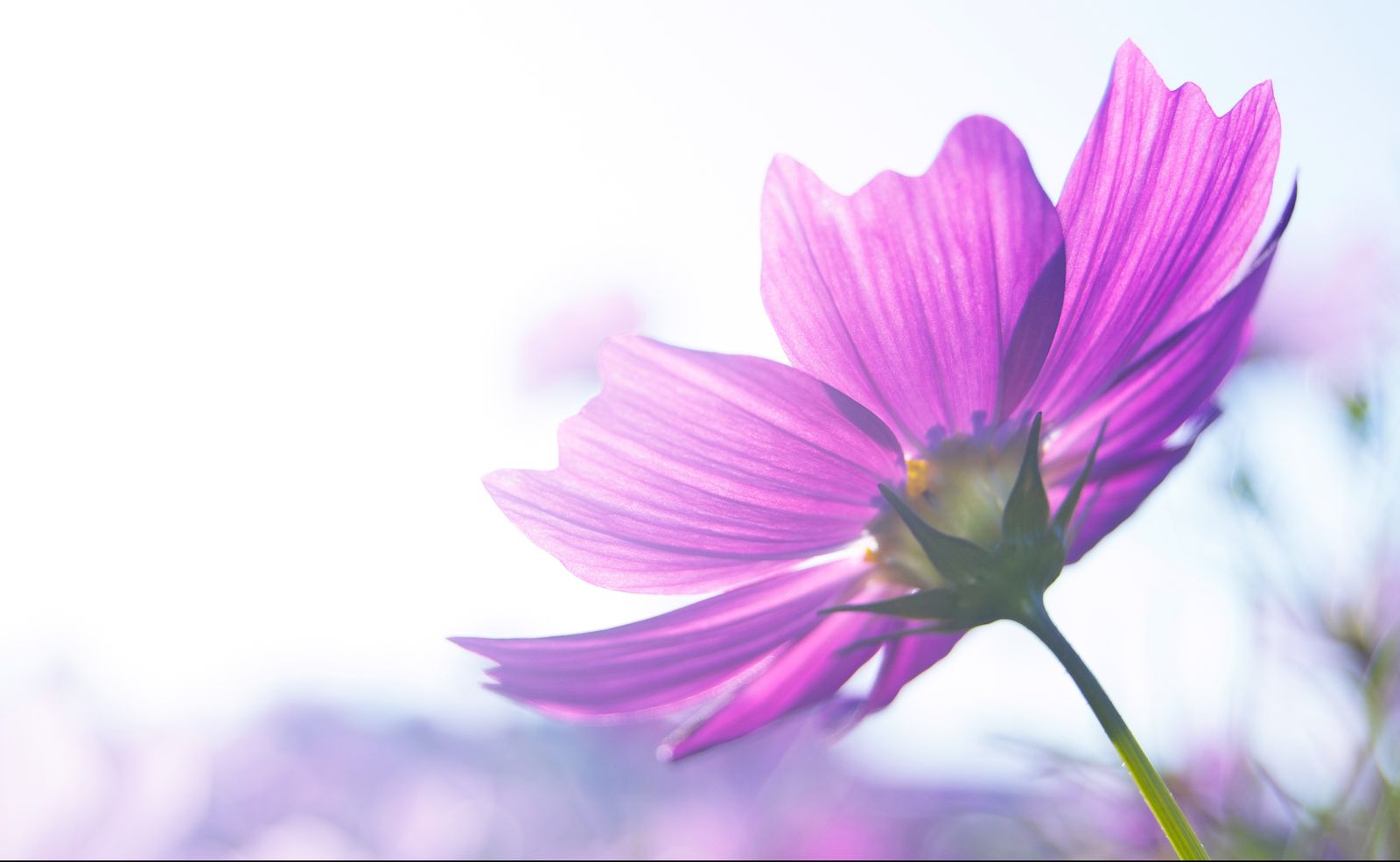 bca-cancer-center-2025